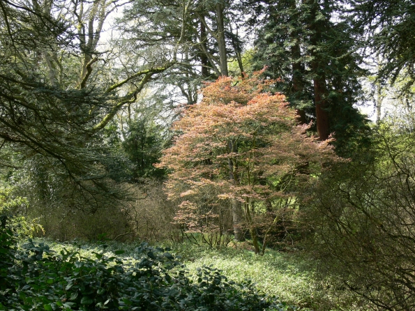 Bois des Moutiers (56) Mai 2012